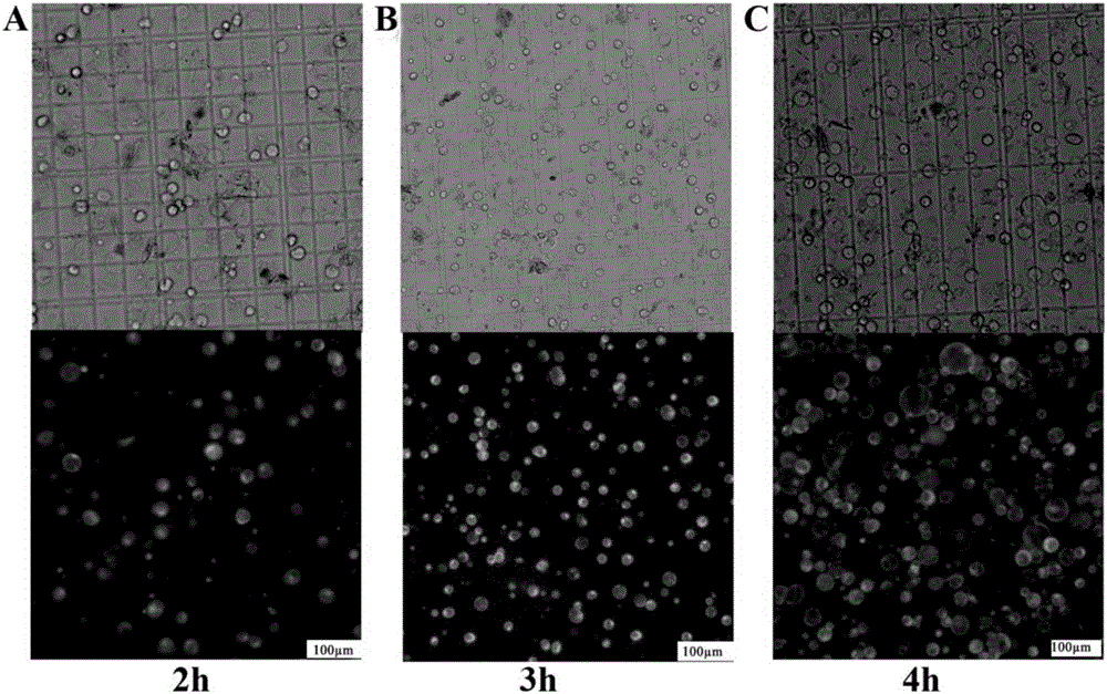 Method for betula luminifera xylem protoplast preparation and instantaneous conversion