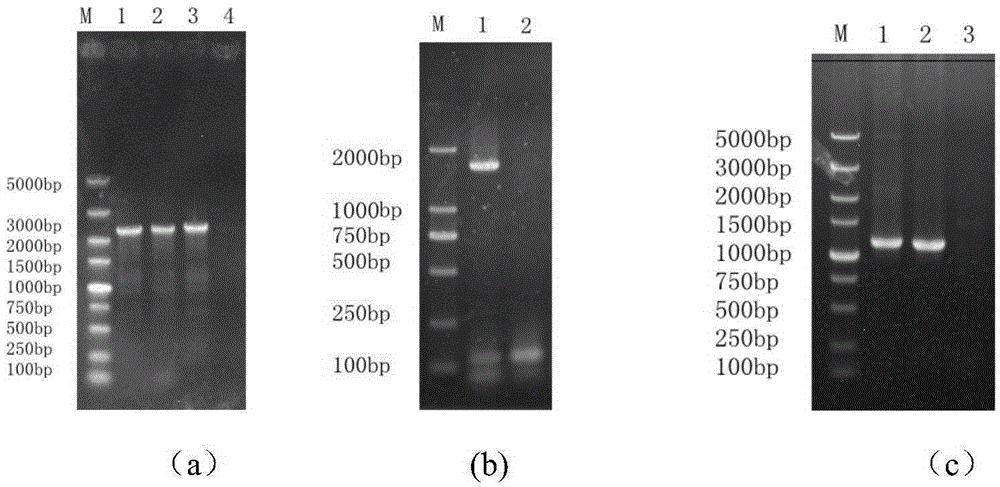 Saccharomyces cerevisiae strain with high yield of ester and low yield of higher alcohol as well as building and application of saccharomyces cerevisiae strain