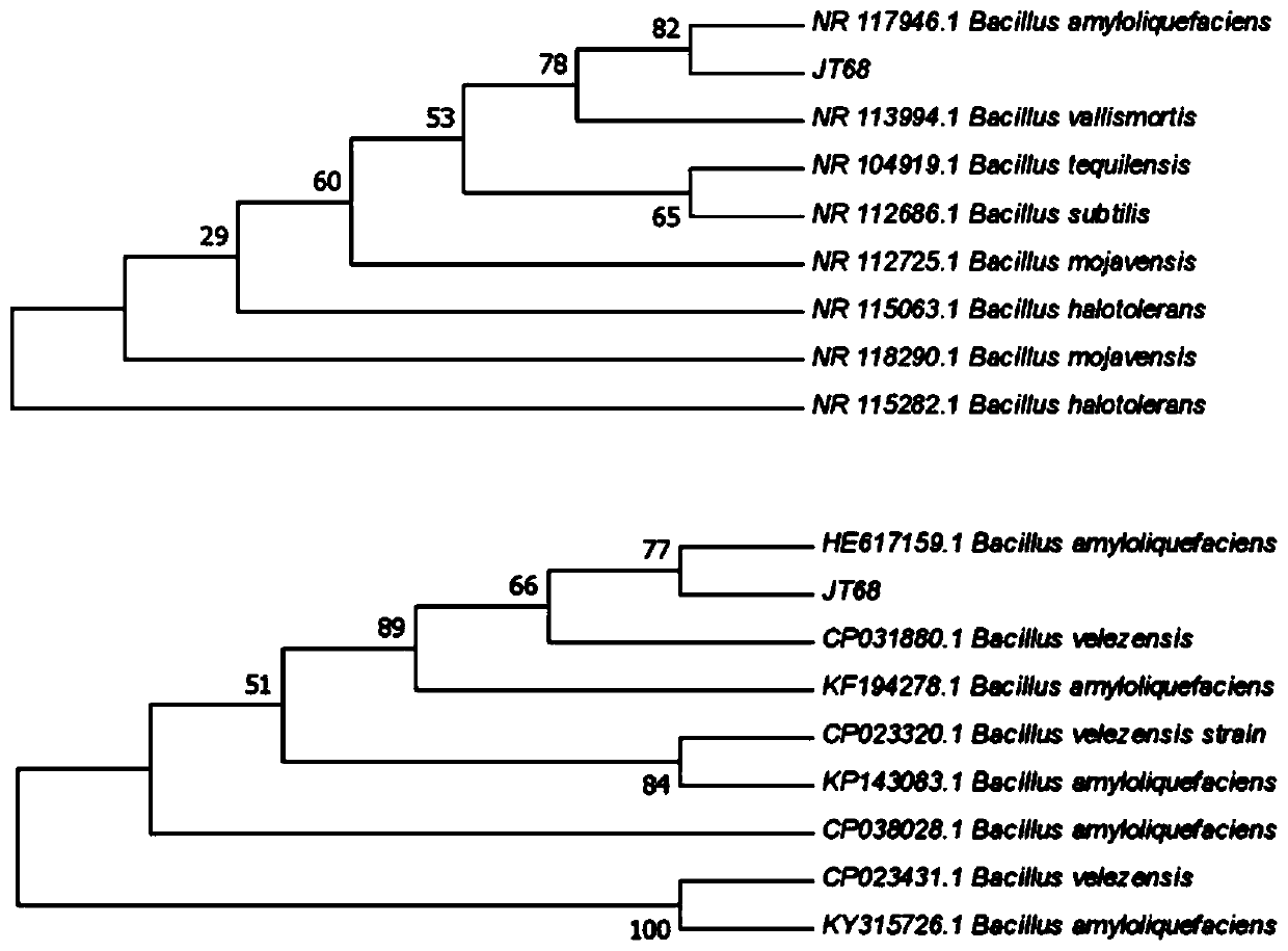 Bacillus amyloliquefaciens JT68 and application thereof in prevention and control of tea anthracnose