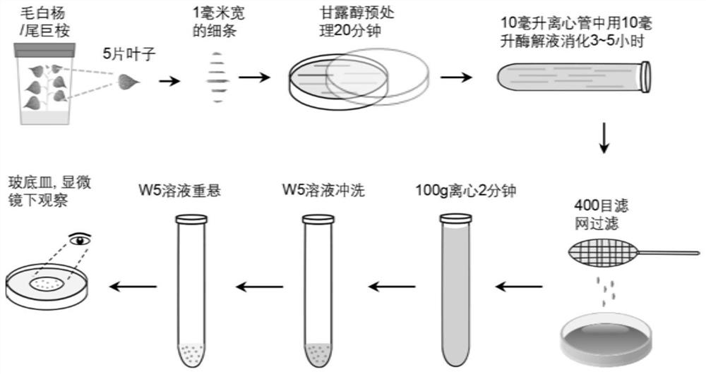 Enzymolysis method for rapidly removing cell walls of Populus alba L or Eucalyptus robusta Smith, and application