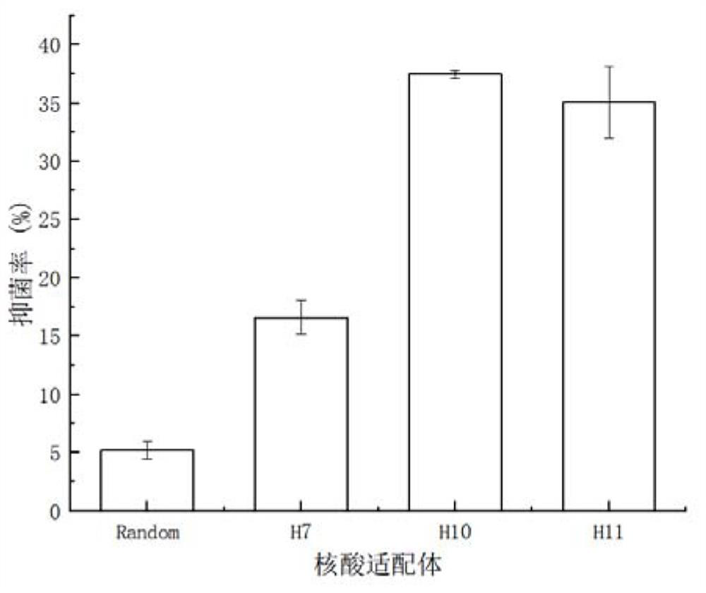 Aptamer H11 with targeted inhibition effect on vibrio anguillarum and application of aptamer H11