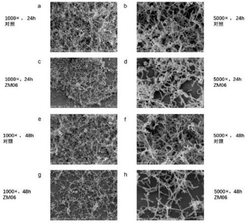 Lactobacillus sialicus and application thereof in down-regulating gene expression of streptococcus mutans biofilm formation