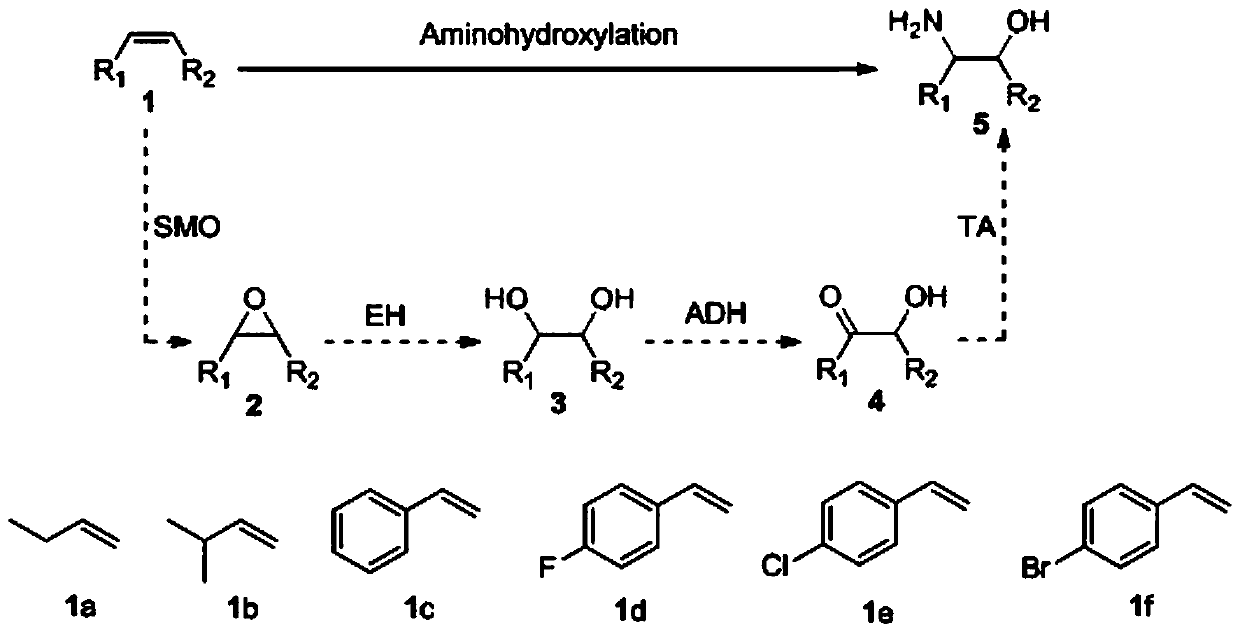 Method for preparing chiral beta-amino alcohol by asymmetric amine hydrogxylation of olefin through cascade biocatalysis