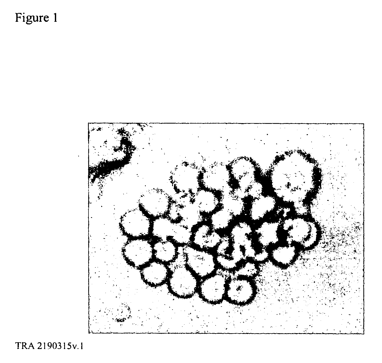 Methods of producing stable B-lymphocytes