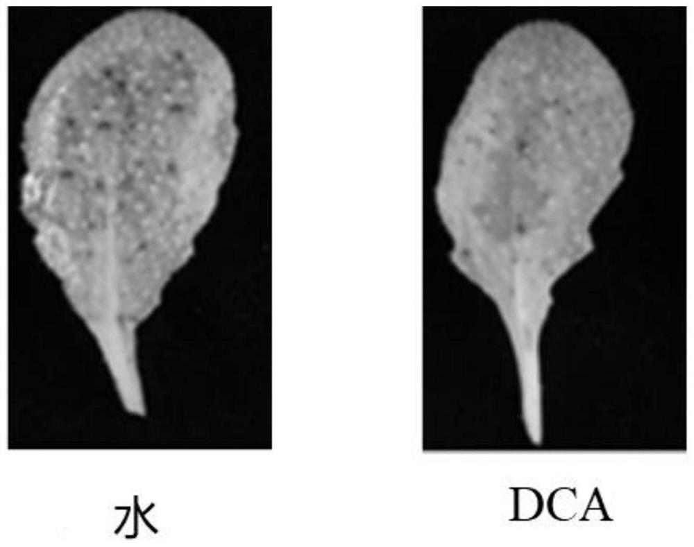 Application of 3,5-dichloroanthranilic acid to induce Arabidopsis resistance to Botrytis cinerea and its method