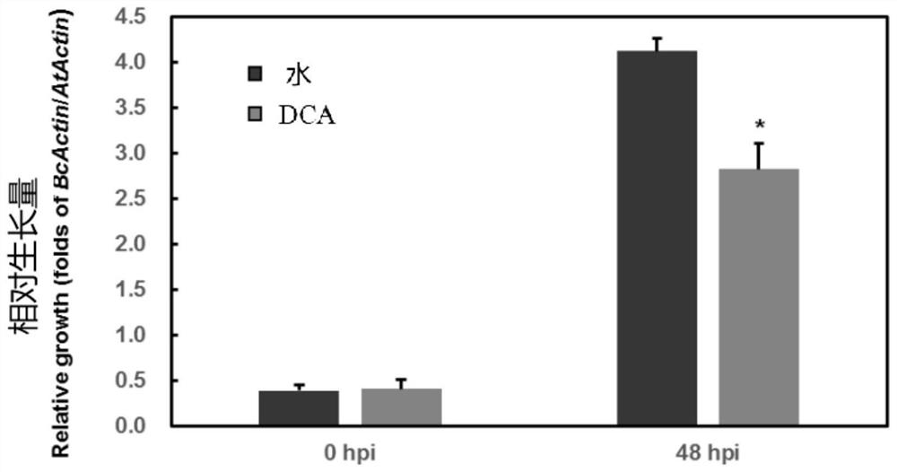 Application of 3,5-dichloroanthranilic acid to induce Arabidopsis resistance to Botrytis cinerea and its method