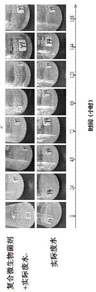 Composite microbial inoculant for treating grease wastewater, and application and use method thereof