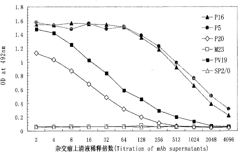 Monoclonal antibody of anti-human PIGF (placental growth factor) protein as well as preparation method and application thereof