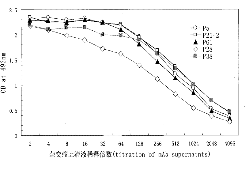 Monoclonal antibody of anti-human PIGF (placental growth factor) protein as well as preparation method and application thereof