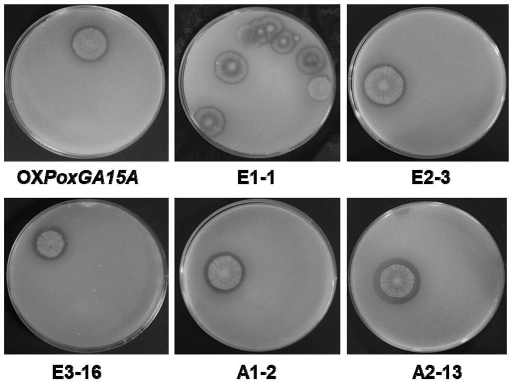 Penicillium oxalicum mutant strain a2-13 and its application in preparation of raw amylase preparation and degradation of raw starch