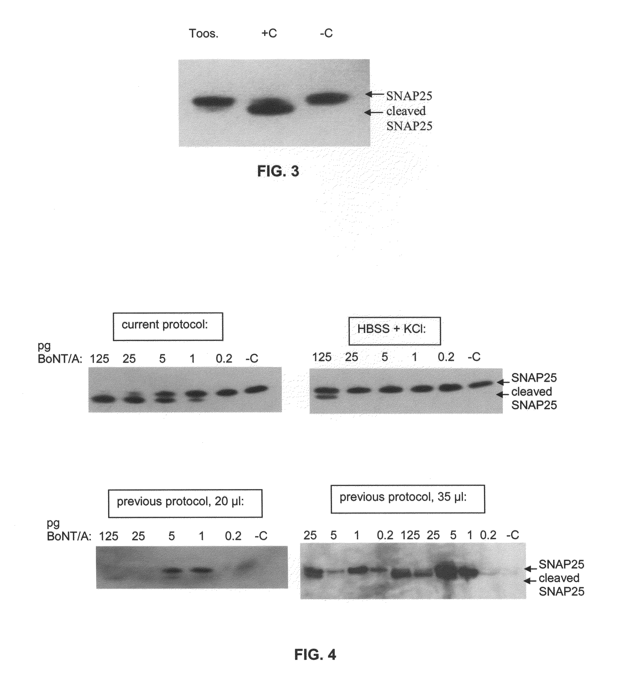 Method of detecting botulinum neurotoxin and antibodies that neutralize botulinum neurotoxin action