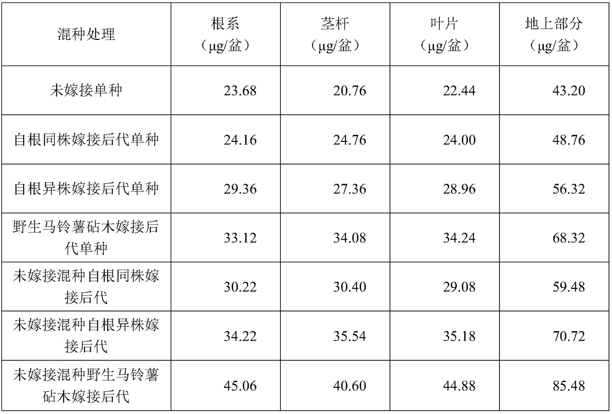 Method of mixed planting of grafted progeny of Solanum photeinocarpum Nakamura et odashima for increasing cadmium accumulation of Solanum photeinocarpum Nakamura et odashima