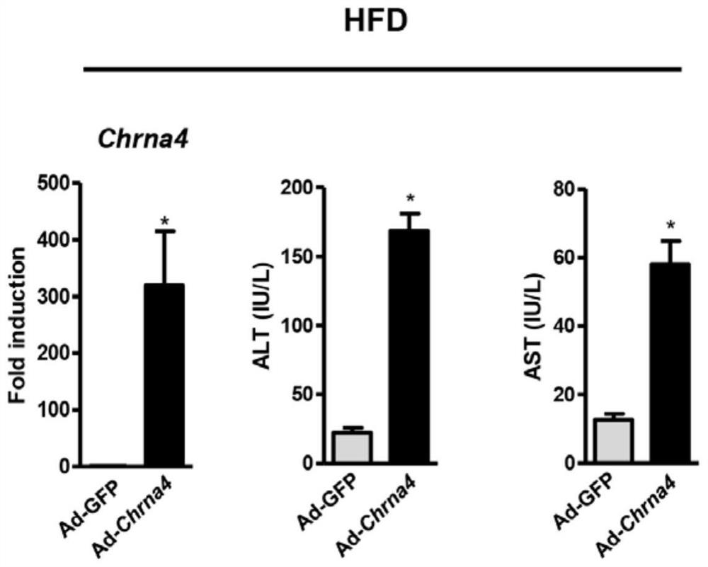 Application of chrna4 in the preparation of drugs for the treatment of nonalcoholic steatohepatitis