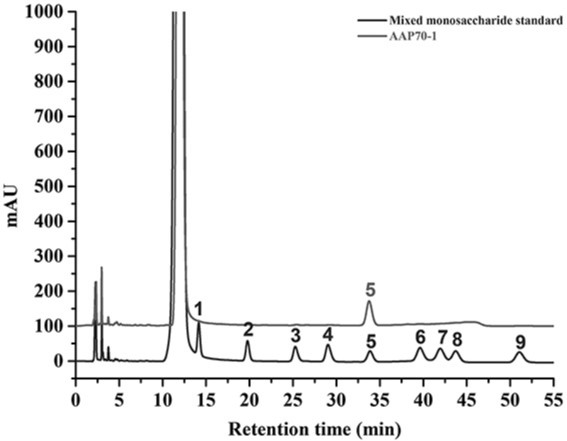 Anemarrhena polysaccharide and its preparation method, identification method and application