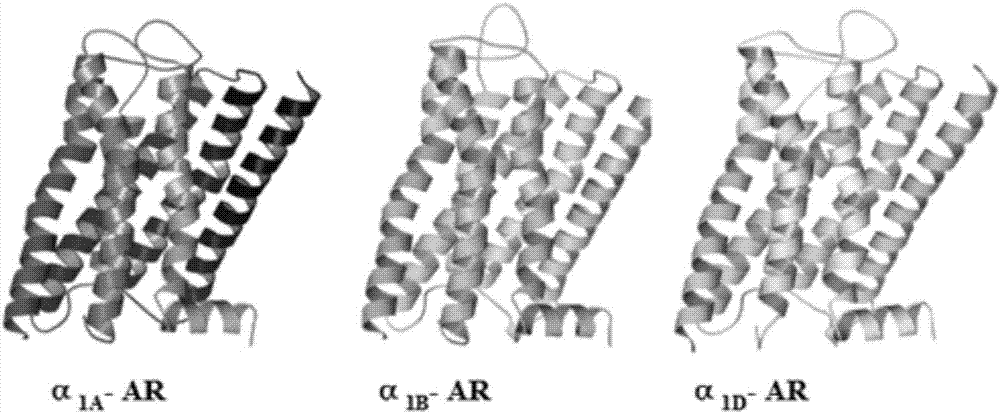 Three-dimensional crystal structure model of alpha1-AR subtype protein and establishment method thereof