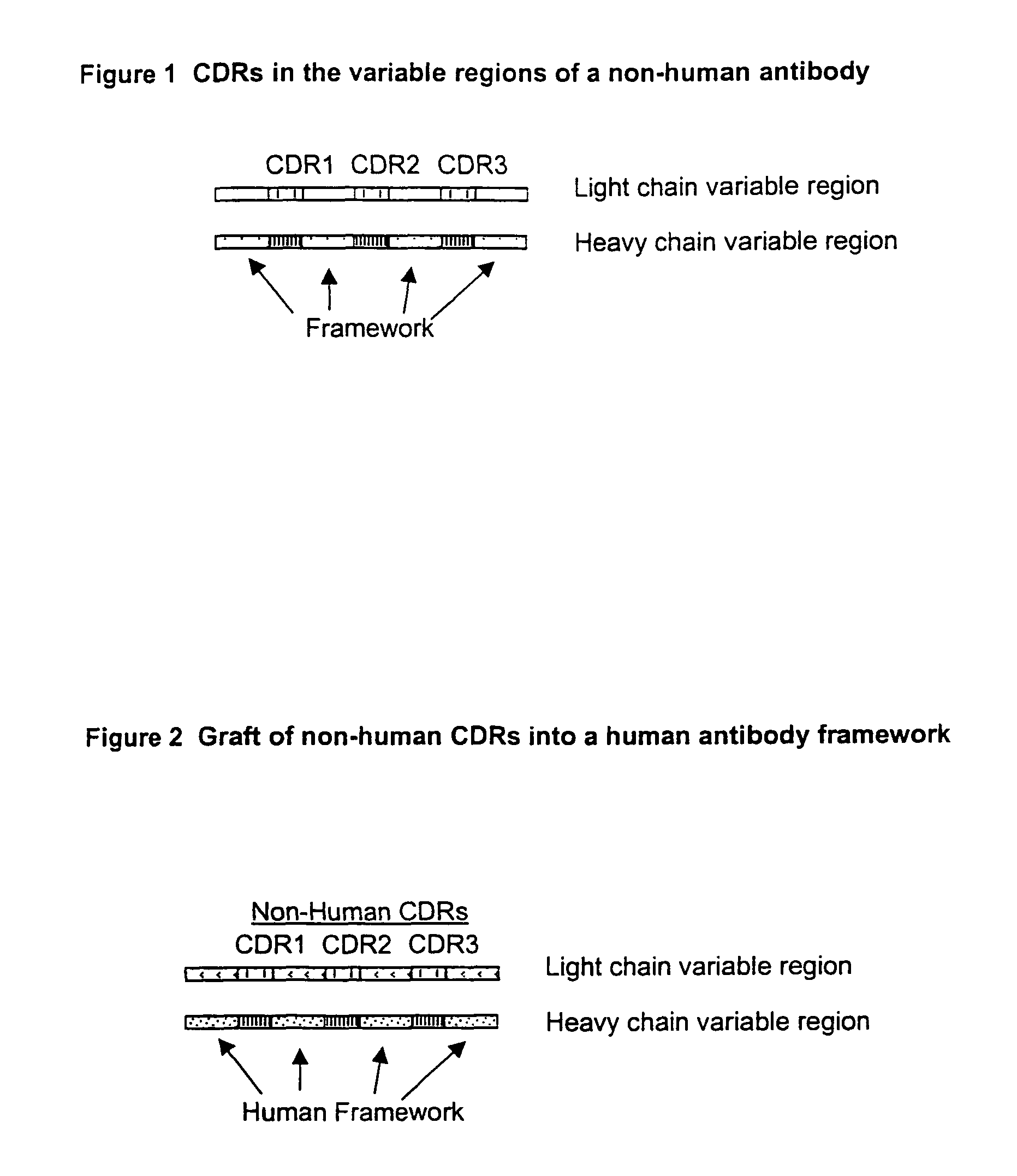 High throughput generation and affinity maturation of humanized antibody