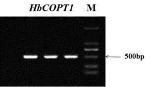 Rubber tree copper ion transport protein and encoding gene thereof