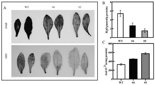 Pyrus betulaefolia ubiquitin ligase gene, encoded protein and application of pyrus betulaefolia ubiquitin ligase gene and encoded protein in drought-resistant genetic improvement of plants