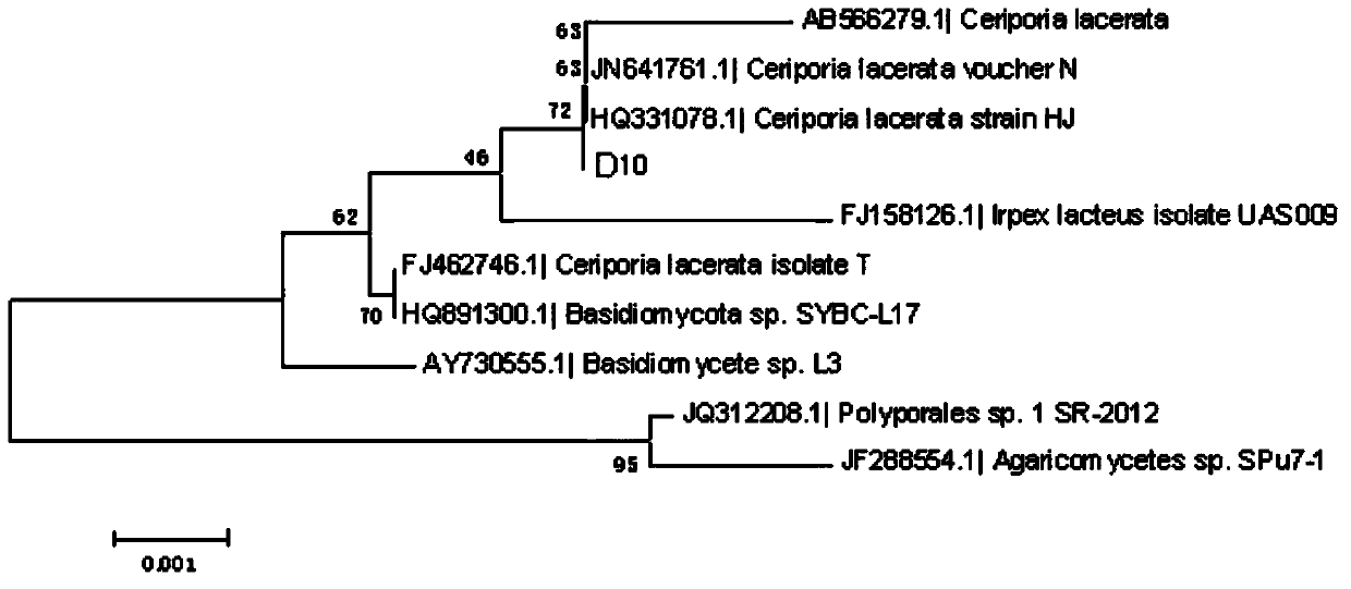 Pear branch degrading fungus and fungicide thereof