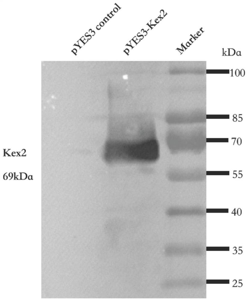 A method for directly secreting and expressing mature double-chain insulin glargine by using Saccharomyces cerevisiae