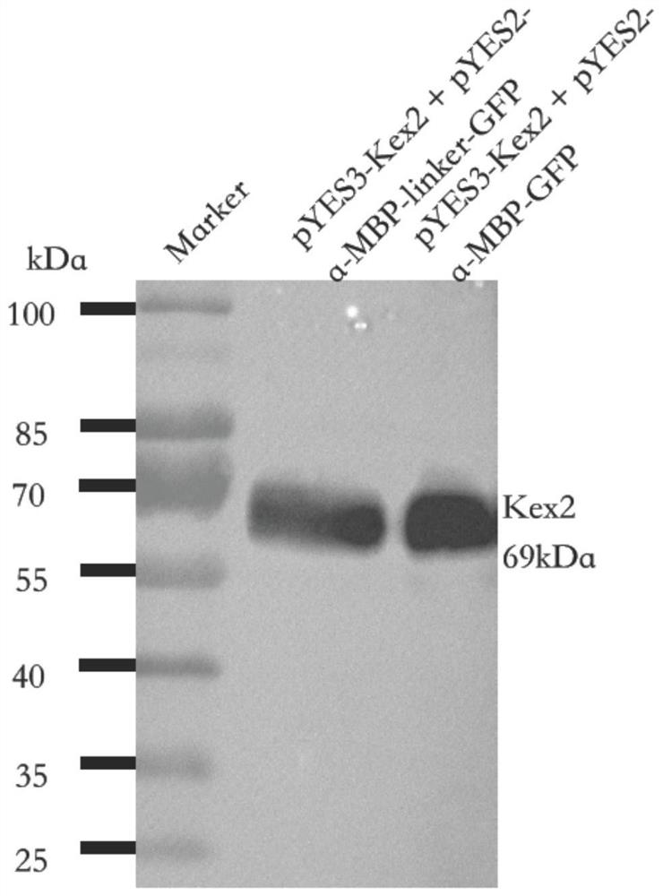 A method for directly secreting and expressing mature double-chain insulin glargine by using Saccharomyces cerevisiae
