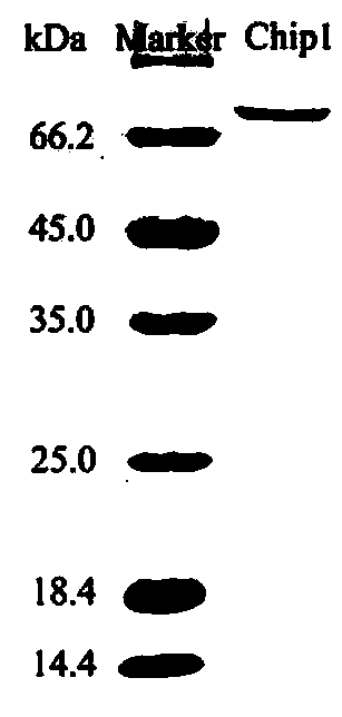 Paenibacillus chitin enzyme and application thereof