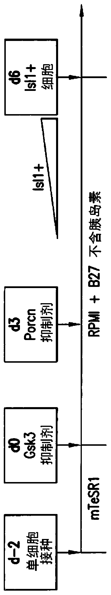 Use of neuropilin-1 (NRP1) as a cell surface marker for isolating human cardiac ventricular progenitor cells