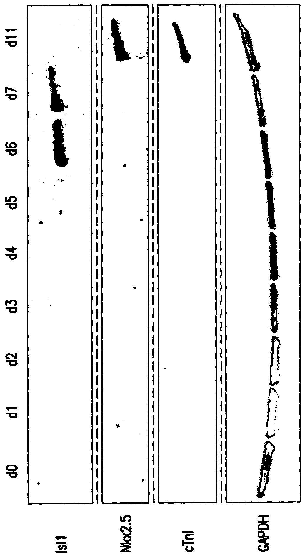 Use of neuropilin-1 (NRP1) as a cell surface marker for isolating human cardiac ventricular progenitor cells