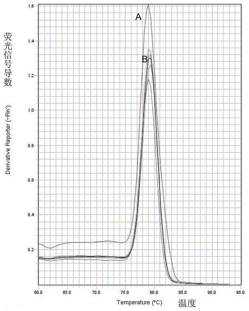 Fluorescent quantitative PCR detection method of spring viraemia of carp virus