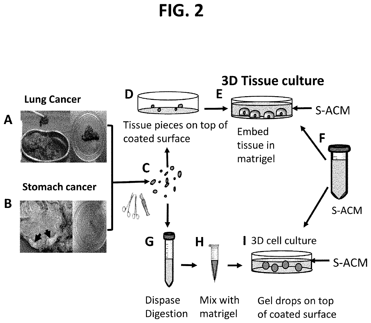 Methods of primary tissue culture and drug screening using autologous serum and fluids