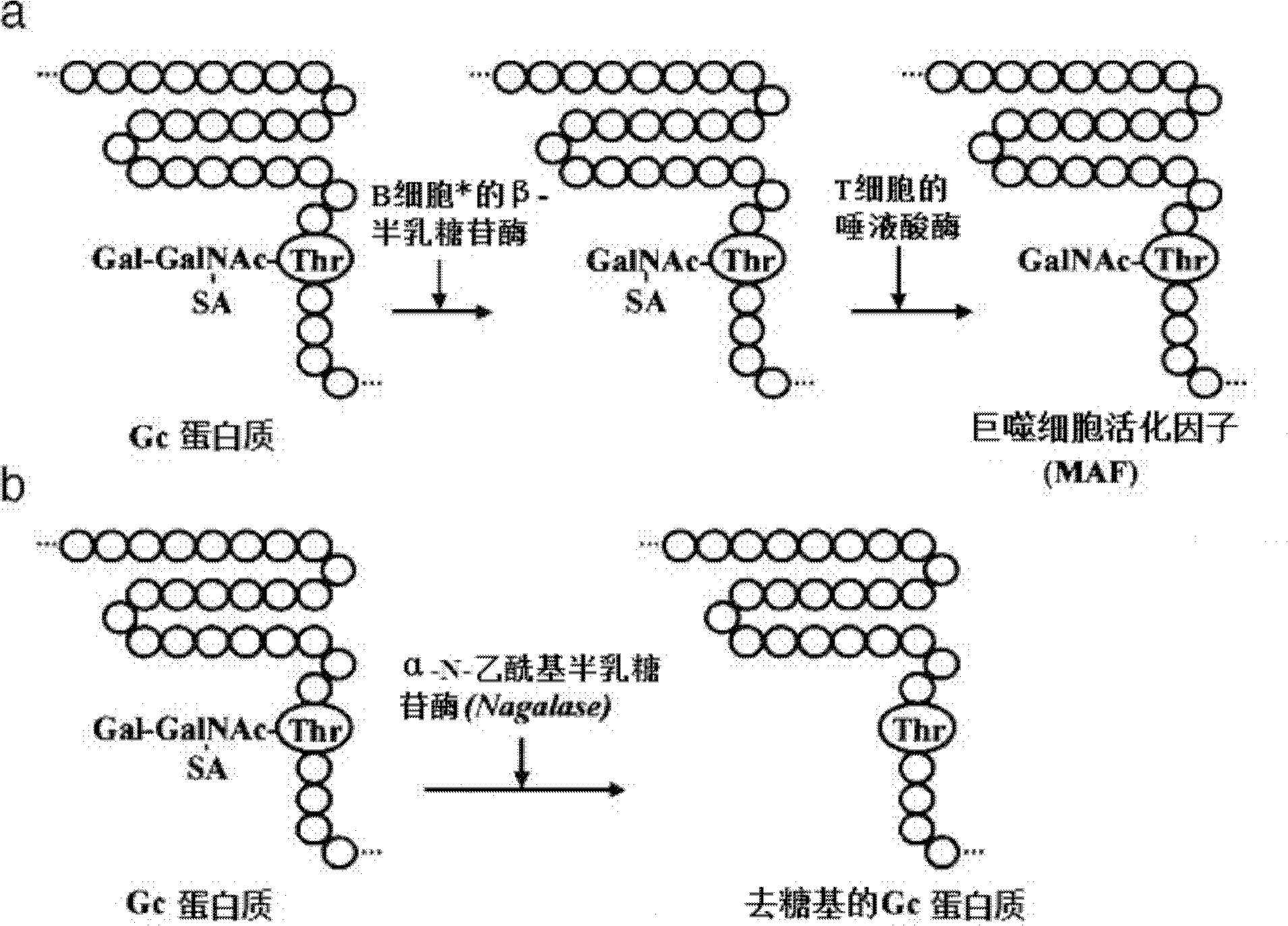 Tumoricidal, bactericidal, or viricidal macrophage activation