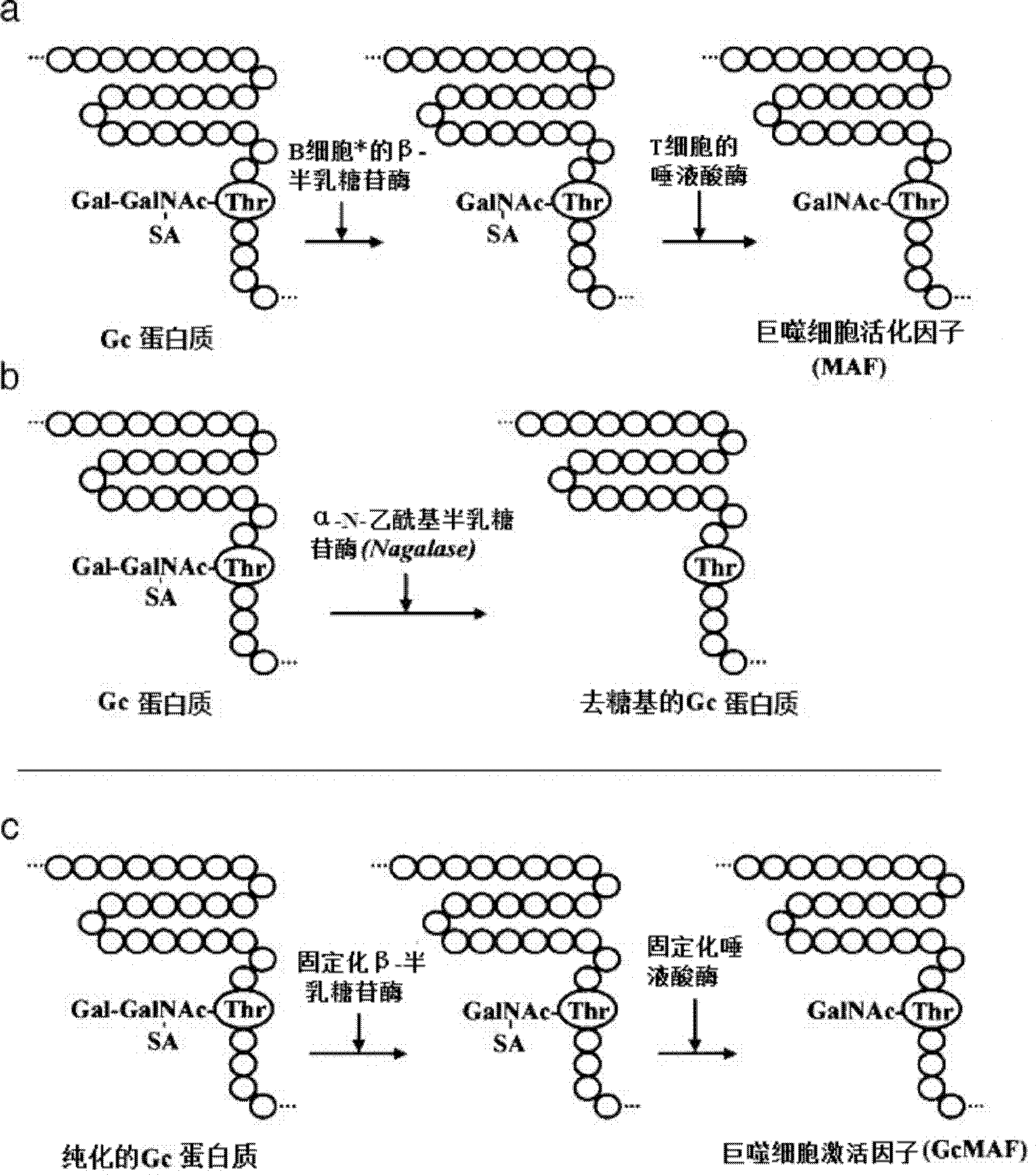 Tumoricidal, bactericidal, or viricidal macrophage activation