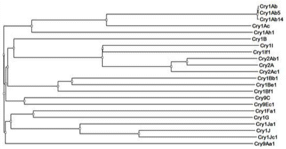 Recombinant anti-insect protein and its preparation method and application