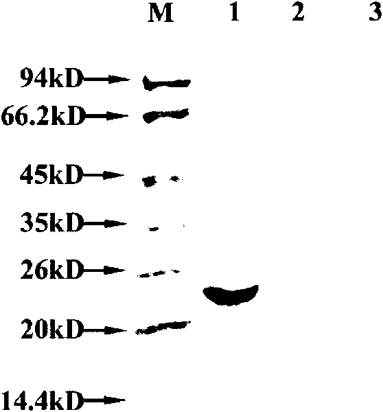 Human epididymis expression sperm binding protein HEL-61, encoding gene and application thereof