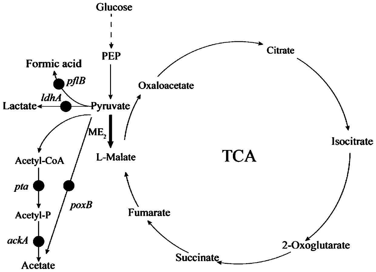 Malic enzyme recombinant bacteria and its construction method and application