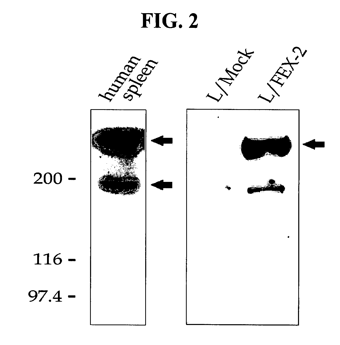 Method and pharmaceutical composition for preventing or treating diseases associated with inflammation
