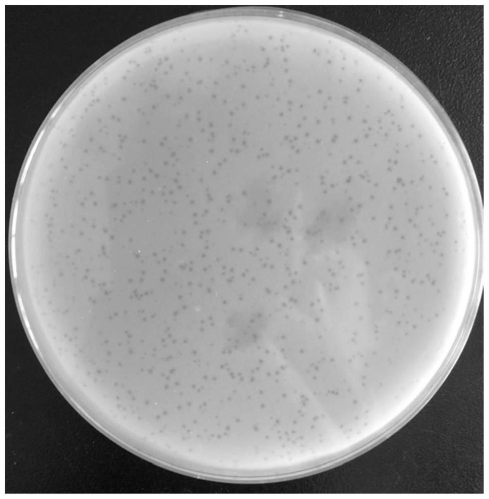 Enterobacter hormaechei bacteriophage YZU.P.A-5 and application thereof