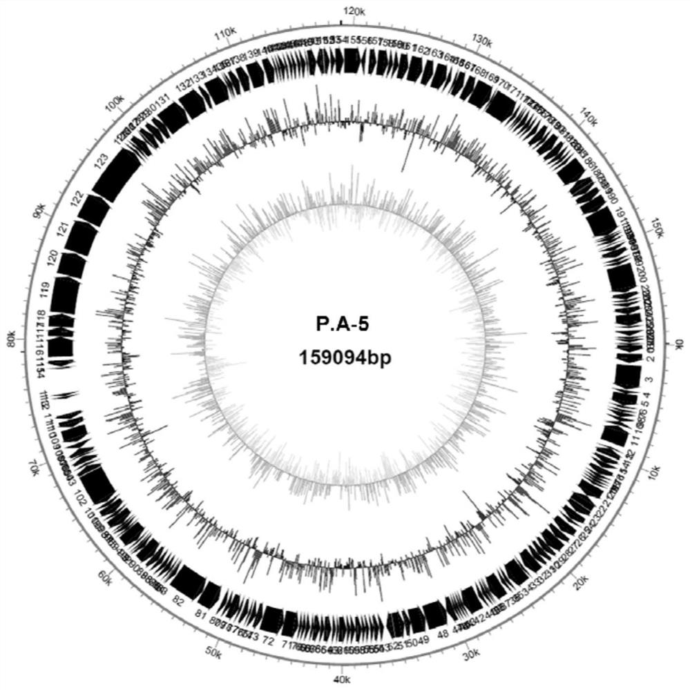 Enterobacter hormaechei bacteriophage YZU.P.A-5 and application thereof