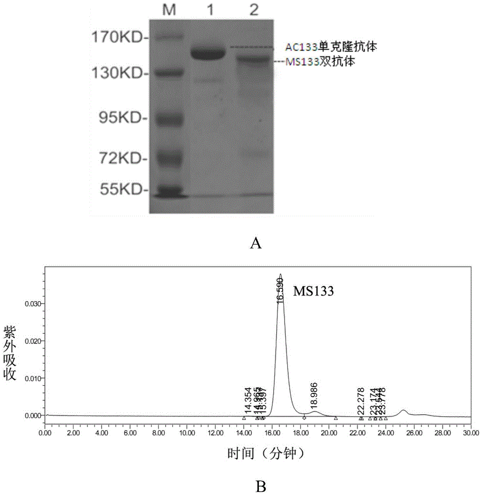 Construction and application of bispecific antibody CD133*CD3