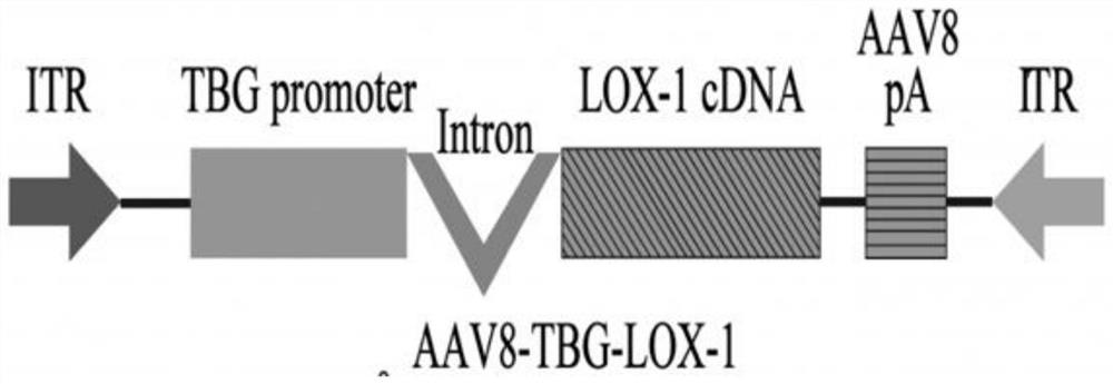 Recombinant adeno-associated virus vector for treating atherosclerosis, gene composition and application