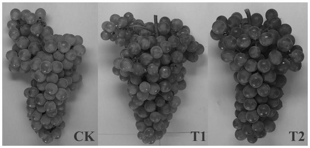 Water-saving irrigation and fruit quality improvement method for grapes