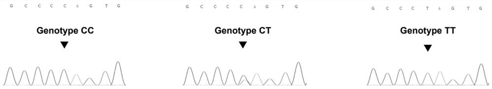 Method for identifying golden silk yak variety by using MC1R gene mononucleotide genetic marker
