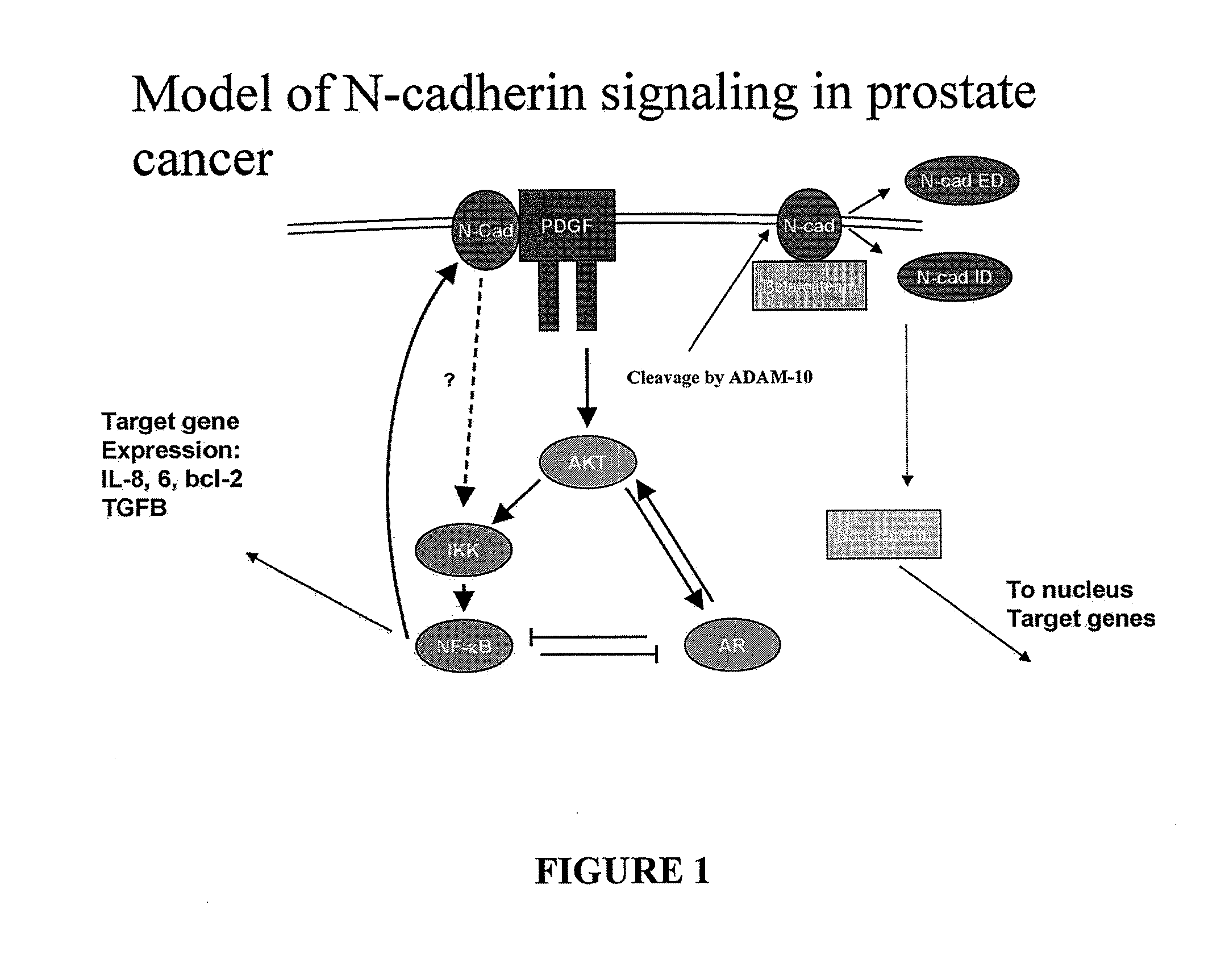 N-cadherin: target for cancer diagnosis and therapy