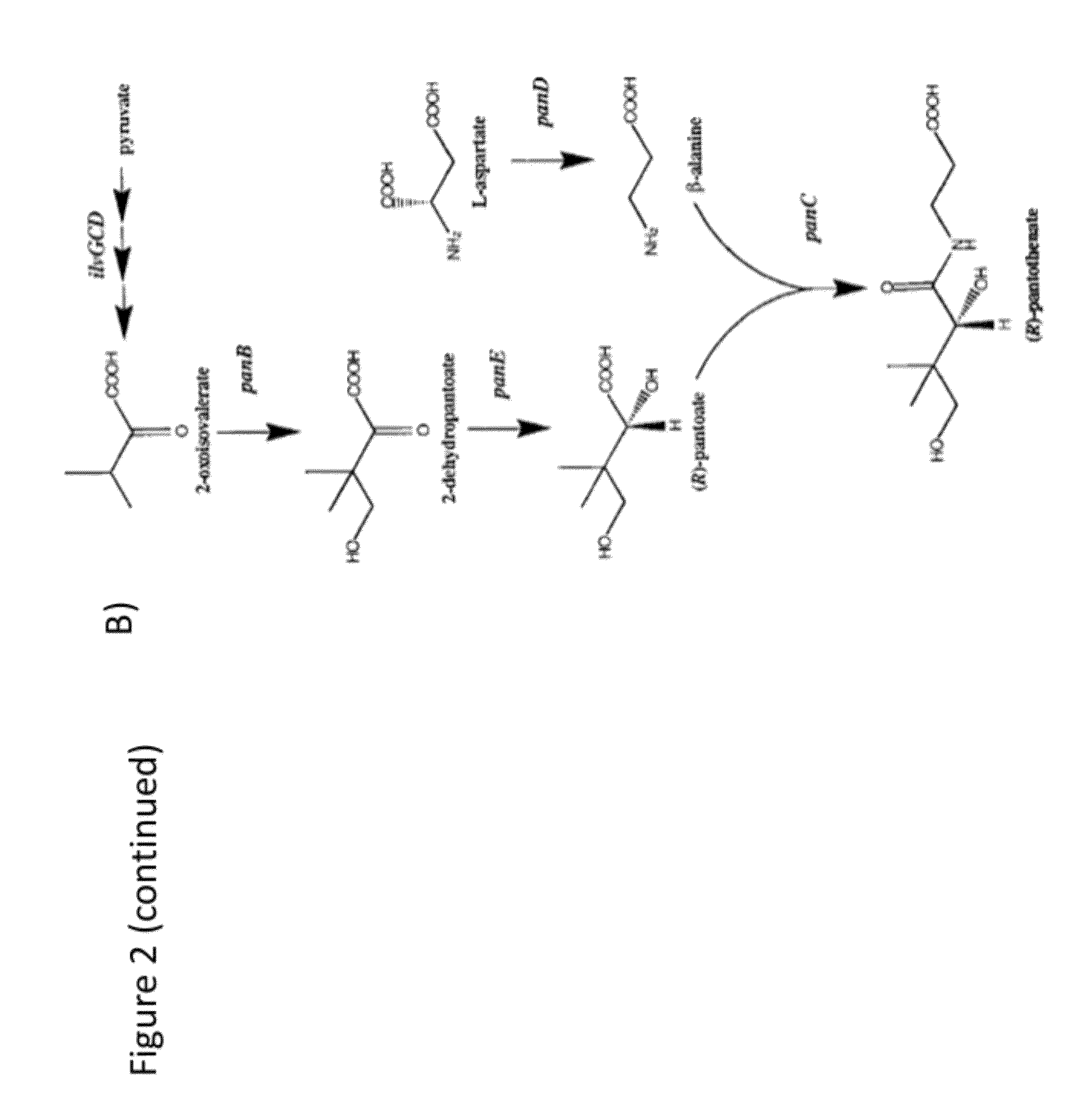Production of acetyl-coenzyme a derived compounds
