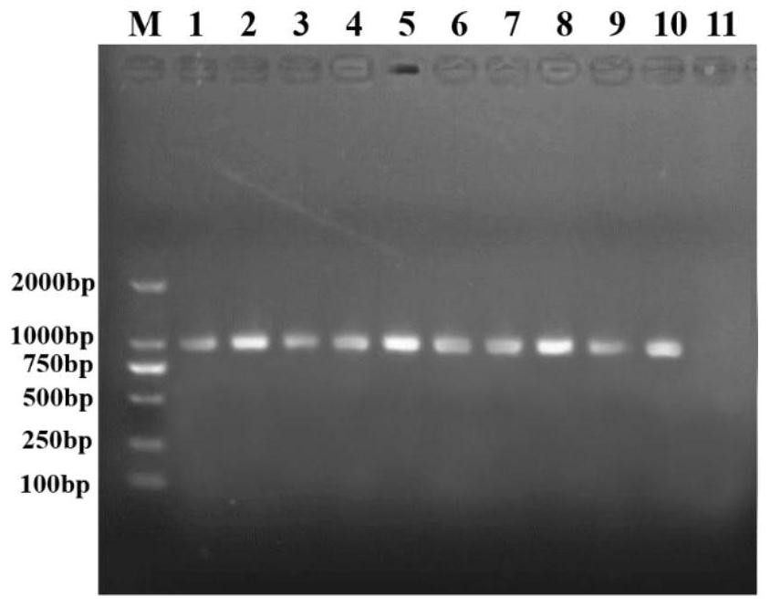 Porcine rotavirus G4-G5-G9 type trivalent inactivated vaccine as well as preparation method and application thereof