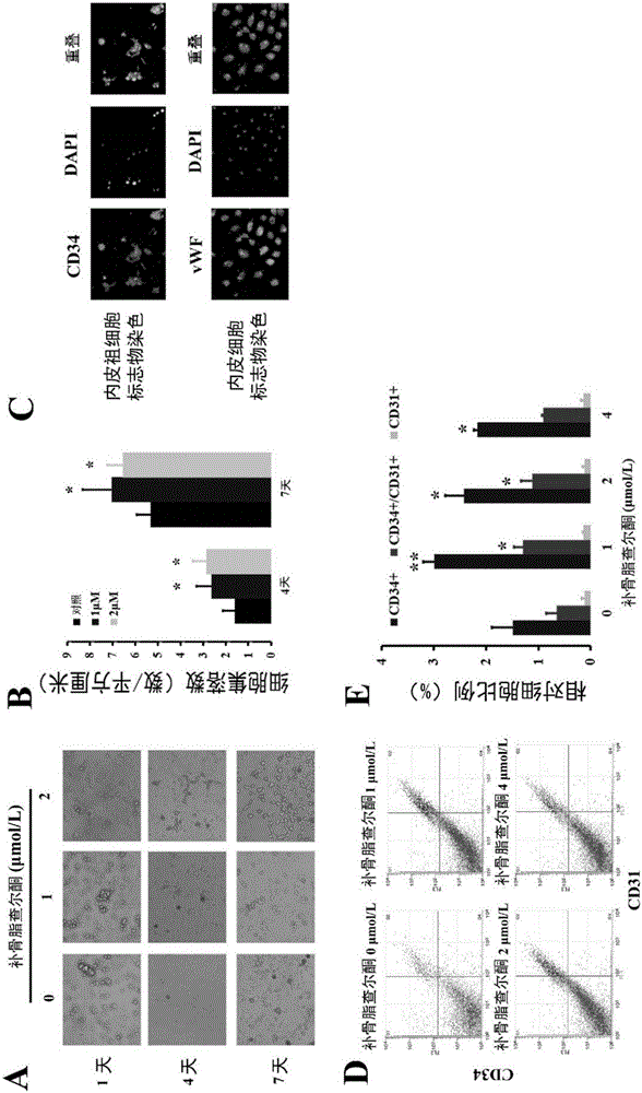 Medical application of bavachalcone and analogue thereof