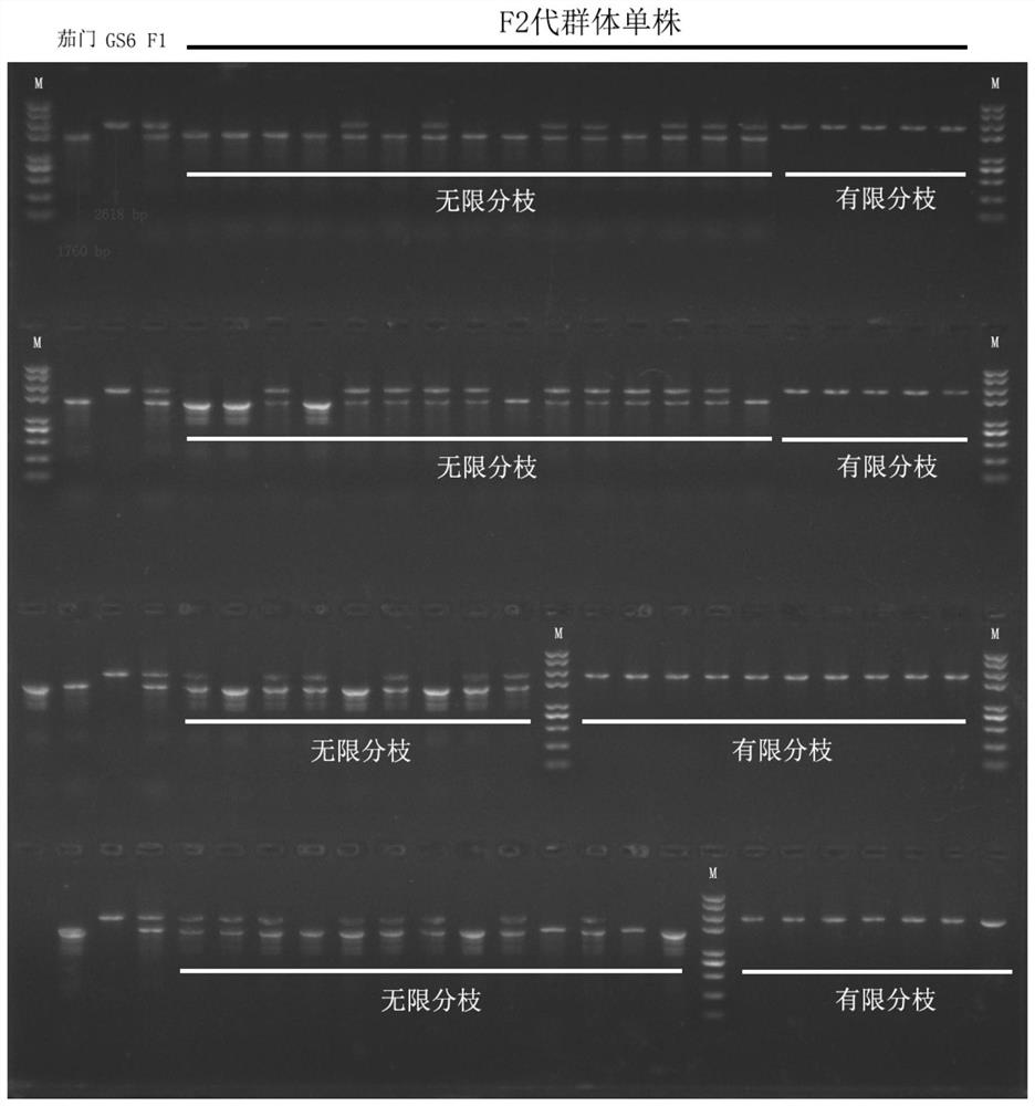Molecular marker for identifying capsicum annuum branching types and application
