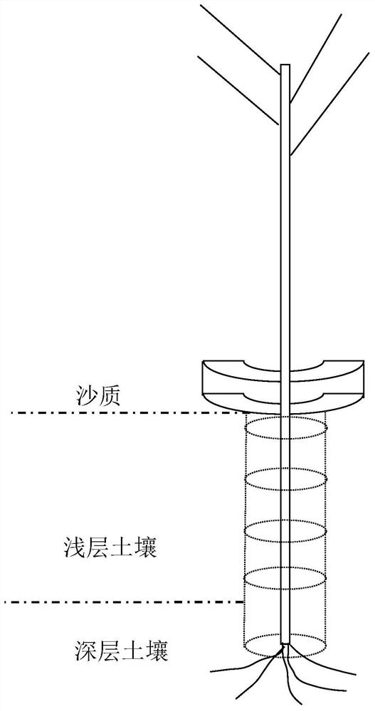 Afforestation method for promoting rapid rooting of ultra-deep planted ulmus pumila stems in arid sandy land