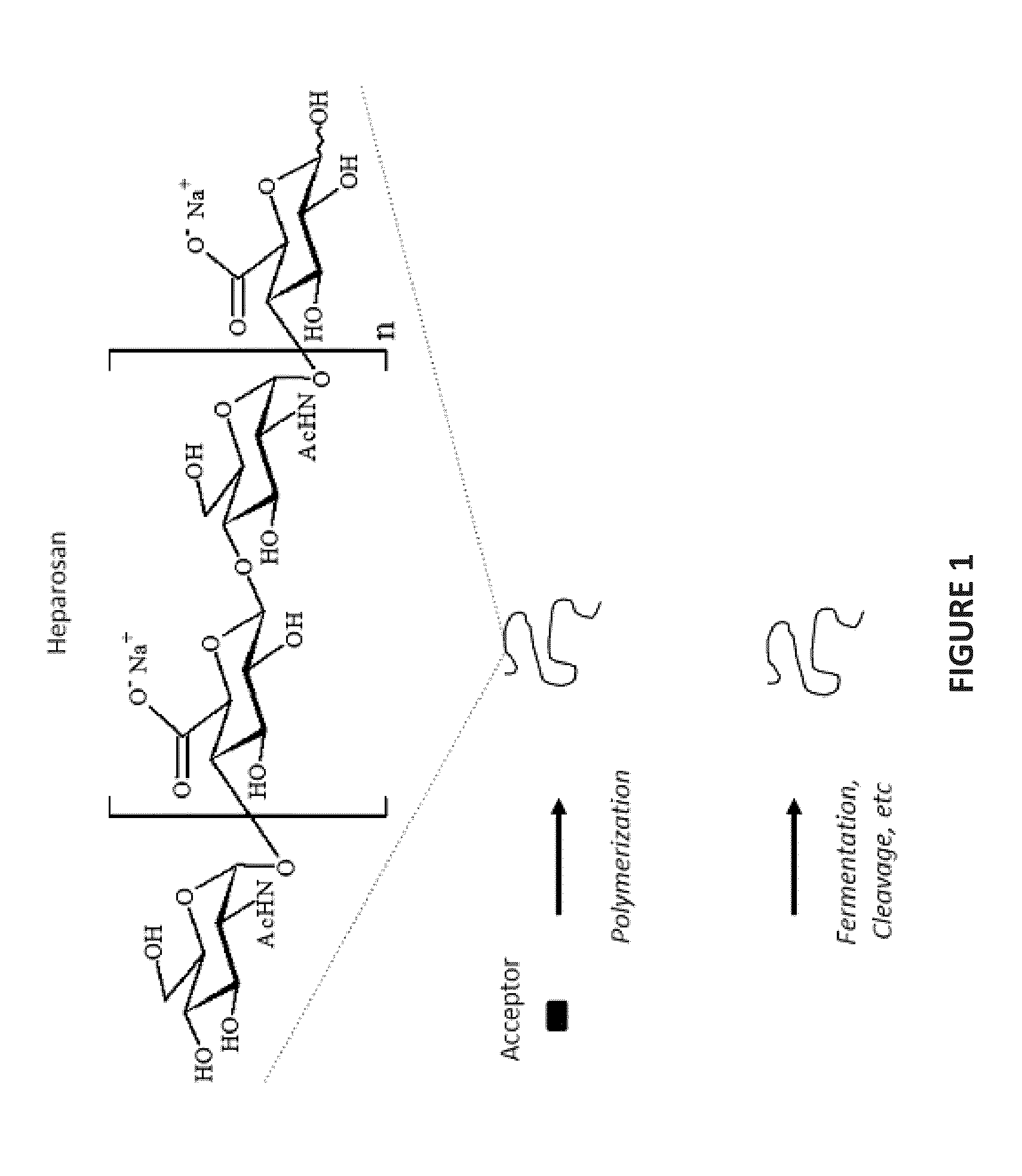 Heparosan/Therapeutic Prodrug Complexes and Methods of Making and Using Same