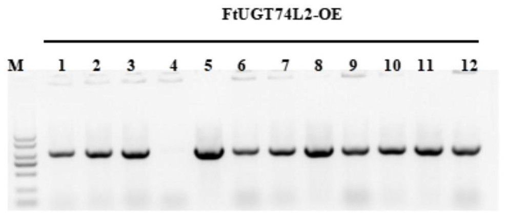 Tartary buckwheat sourced emodin glycosyltransferase as well as coding gene and application thereof